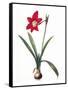 Botany: Lily-Pierre-Joseph Redouté-Framed Stretched Canvas