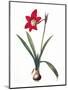 Botany: Lily-Pierre-Joseph Redouté-Mounted Premium Giclee Print