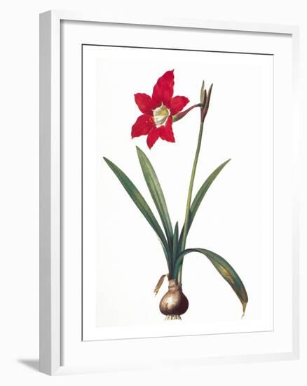 Botany: Lily-Pierre-Joseph Redouté-Framed Giclee Print