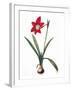 Botany: Lily-Pierre-Joseph Redouté-Framed Giclee Print