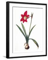 Botany: Lily-Pierre-Joseph Redouté-Framed Giclee Print