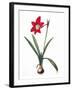 Botany: Lily-Pierre-Joseph Redouté-Framed Giclee Print