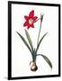 Botany: Lily-Pierre-Joseph Redouté-Framed Giclee Print