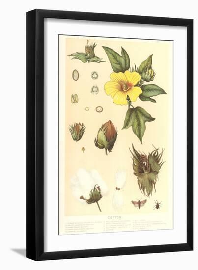 Botany of the Cotton Plant-null-Framed Art Print