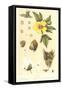 Botany of the Cotton Plant-null-Framed Stretched Canvas