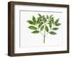 Botany, Oleaceae, Leaves of Manna Ash Fraxinus Ornus-null-Framed Giclee Print