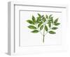 Botany, Oleaceae, Leaves of Manna Ash Fraxinus Ornus-null-Framed Giclee Print