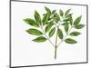 Botany, Oleaceae, Leaves of Manna Ash Fraxinus Ornus-null-Mounted Giclee Print