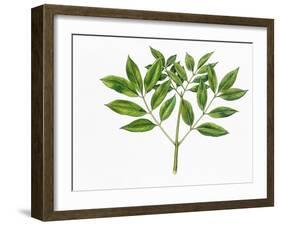 Botany, Oleaceae, Leaves of Manna Ash Fraxinus Ornus-null-Framed Giclee Print