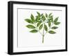 Botany, Oleaceae, Leaves of Manna Ash Fraxinus Ornus-null-Framed Giclee Print