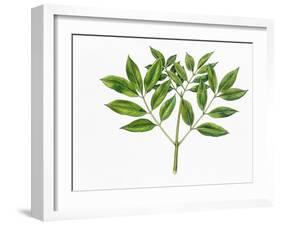 Botany, Oleaceae, Leaves of Manna Ash Fraxinus Ornus-null-Framed Giclee Print