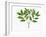 Botany, Oleaceae, Leaves of Manna Ash Fraxinus Ornus-null-Framed Giclee Print