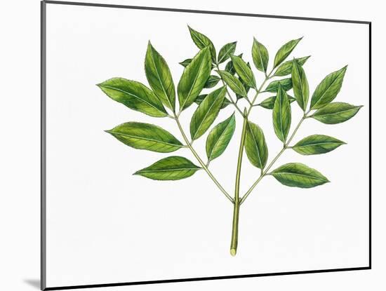 Botany, Oleaceae, Leaves of Manna Ash Fraxinus Ornus-null-Mounted Giclee Print