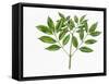 Botany, Oleaceae, Leaves of Manna Ash Fraxinus Ornus-null-Framed Stretched Canvas