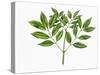 Botany, Oleaceae, Leaves of Manna Ash Fraxinus Ornus-null-Stretched Canvas