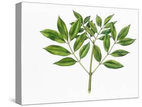 Botany, Oleaceae, Leaves of Manna Ash Fraxinus Ornus-null-Stretched Canvas