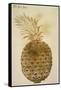 Botany: Pineapple, 1585-John White-Framed Stretched Canvas