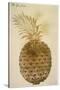 Botany: Pineapple, 1585-John White-Stretched Canvas