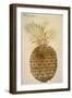 Botany: Pineapple, 1585-John White-Framed Giclee Print