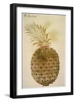 Botany: Pineapple, 1585-John White-Framed Giclee Print