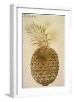 Botany: Pineapple, 1585-John White-Framed Giclee Print