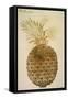 Botany: Pineapple, 1585-John White-Framed Stretched Canvas