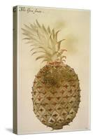 Botany: Pineapple, 1585-John White-Stretched Canvas