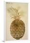 Botany: Pineapple, 1585-John White-Framed Giclee Print