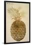 Botany: Pineapple, 1585-John White-Framed Giclee Print