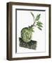 Botany, Rubiaceae, Epiphyte of Genus Myrmecodia-null-Framed Giclee Print