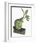 Botany, Rubiaceae, Epiphyte of Genus Myrmecodia-null-Framed Giclee Print