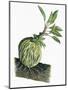 Botany, Rubiaceae, Epiphyte of Genus Myrmecodia-null-Mounted Giclee Print