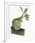 Botany, Rubiaceae, Epiphyte of Genus Myrmecodia-null-Framed Giclee Print