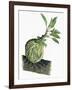 Botany, Rubiaceae, Epiphyte of Genus Myrmecodia-null-Framed Giclee Print