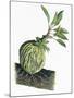 Botany, Rubiaceae, Epiphyte of Genus Myrmecodia-null-Mounted Giclee Print