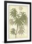 Botany Sketchbook III-Maria Mendez-Framed Giclee Print