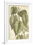 Botany Sketchbook IV-Maria Mendez-Framed Giclee Print