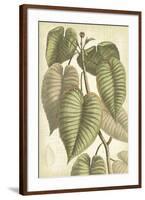 Botany Sketchbook IV-Maria Mendez-Framed Giclee Print