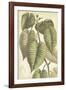 Botany Sketchbook IV-Maria Mendez-Framed Giclee Print