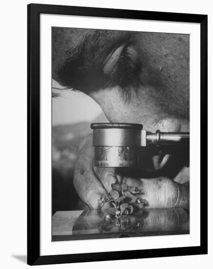 Botany Student Looking at a Flower Through a Microscope-Loomis Dean-Framed Photographic Print