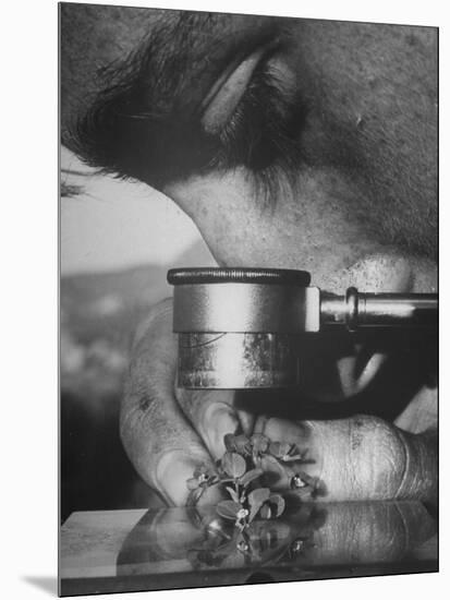 Botany Student Looking at a Flower Through a Microscope-Loomis Dean-Mounted Photographic Print