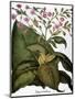 Botany: Tobacco Plant-Besler Basilius-Mounted Premium Giclee Print