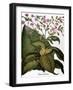 Botany: Tobacco Plant-Besler Basilius-Framed Giclee Print