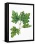 Botany, Trees, Aceraceae, Leaves and Flowers of Field Maple Acer Campestre-null-Framed Stretched Canvas