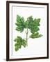 Botany, Trees, Aceraceae, Leaves and Flowers of Field Maple Acer Campestre-null-Framed Giclee Print