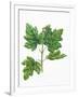 Botany, Trees, Aceraceae, Leaves and Flowers of Field Maple Acer Campestre-null-Framed Giclee Print