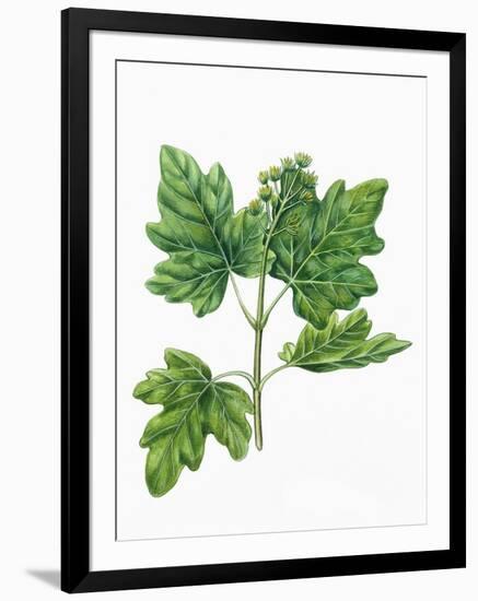 Botany, Trees, Aceraceae, Leaves and Flowers of Field Maple Acer Campestre-null-Framed Giclee Print