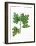 Botany, Trees, Aceraceae, Leaves and Flowers of Field Maple Acer Campestre-null-Framed Giclee Print