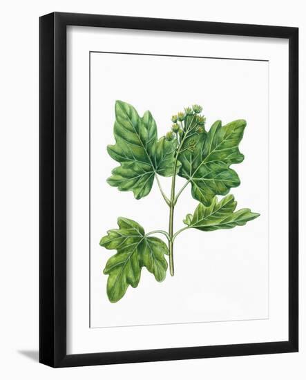 Botany, Trees, Aceraceae, Leaves and Flowers of Field Maple Acer Campestre-null-Framed Giclee Print