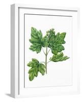 Botany, Trees, Aceraceae, Leaves and Flowers of Field Maple Acer Campestre-null-Framed Giclee Print